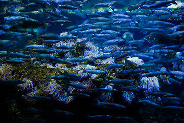 Image showing Underwater view, fish, coral reef