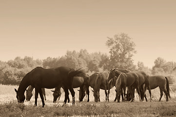 Image showing Horses on the field