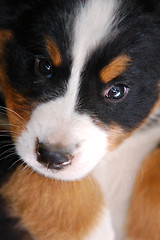 Image showing Portrait of Bernese mountain dog