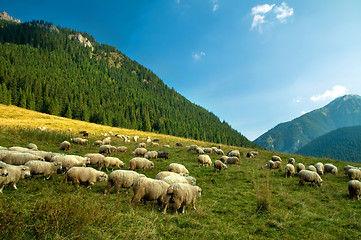 Image showing Sheep farm in the mountains