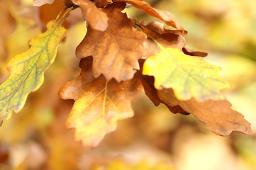 Image showing Autumn leaves