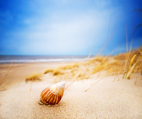 Image showing Shell on sand on summer beach