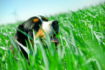 Image showing A cute dog in the grass