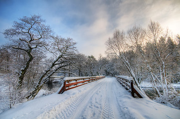 Image showing Winter white forest