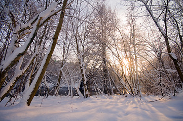 Image showing Winter white forest