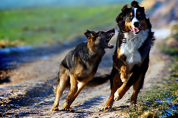 Image showing Bernese mountain dog 