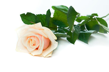 Image showing Beautiful rose on white