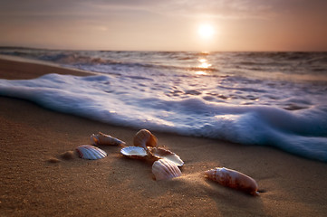 Image showing Sea shells on sand