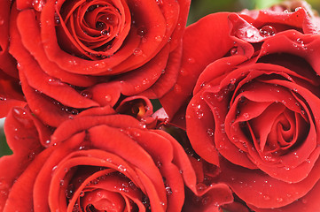 Image showing Close-up of red fresh roses