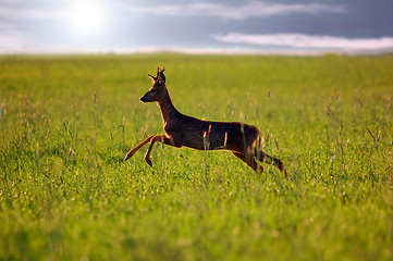 Image showing Animal background. Roe-deer
