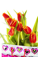 Image showing Red tulip with petals fringed by yellow. Isolated over white bac