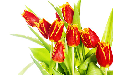 Image showing Red tulip with petals fringed by yellow. Isolated over white bac