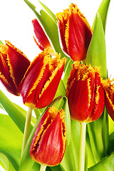 Image showing Red tulip with petals fringed by yellow. Isolated over white bac