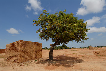 Image showing shea butter tree