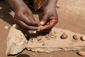 Image showing shea butter  nut