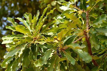 Image showing shea butter leaves