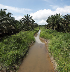 Image showing Palm oil plantation landscape