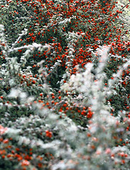 Image showing frosted berries