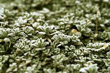 Image showing frosty leaves