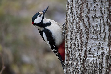 Image showing greater spotted woodpecker