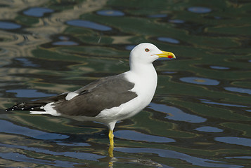 Image showing Seagull