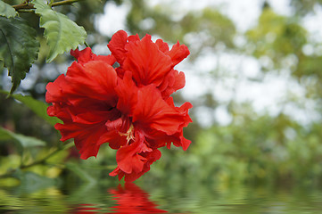 Image showing Red Flowers