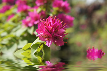 Image showing Pink Flowers