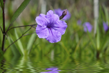 Image showing Purple Flower