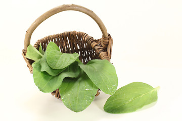 Image showing fresh borage