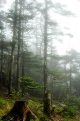 Image showing Virgin forest 