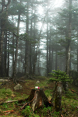 Image showing Virgin forest 