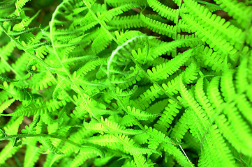 Image showing Green ferns