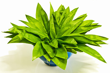 Image showing wild garlic