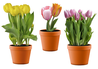 Image showing Colorful Tulips