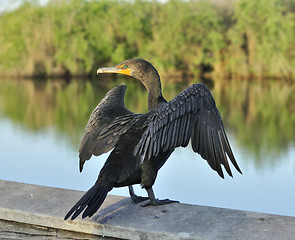 Image showing Double-Crested Cormorant