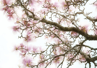 Image showing Magnolia Flowers Background