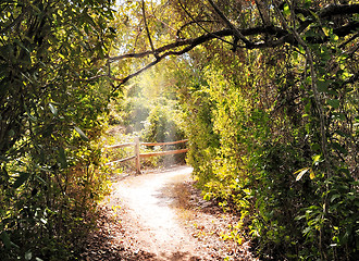 Image showing Hiking Trail In The Forest 