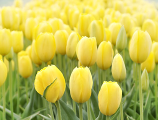 Image showing Yellow Tulips Field