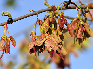 Image showing Maple Tree Branch