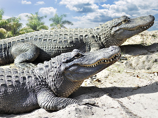 Image showing Alligators