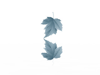 Image showing leaf