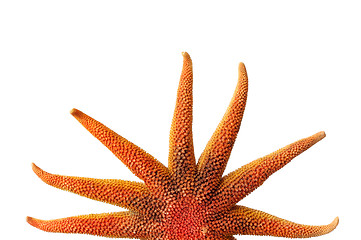 Image showing Starfish Sun