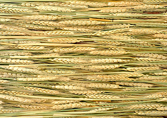 Image showing wheat ears at sunny day