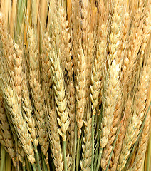 Image showing wheat ears at sunny day