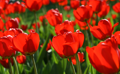 Image showing beautiful red tulips