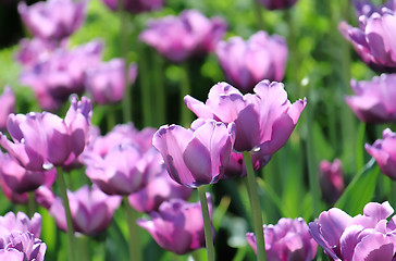 Image showing beautiful tulips