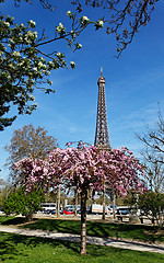 Image showing Spring in Paris