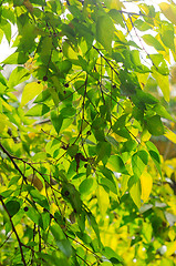 Image showing Fresh green leaves at spring in a forest