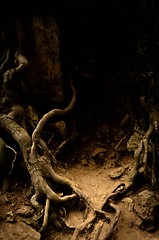 Image showing Roots of an ancient tree