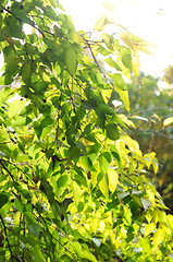 Image showing Fresh green leaves